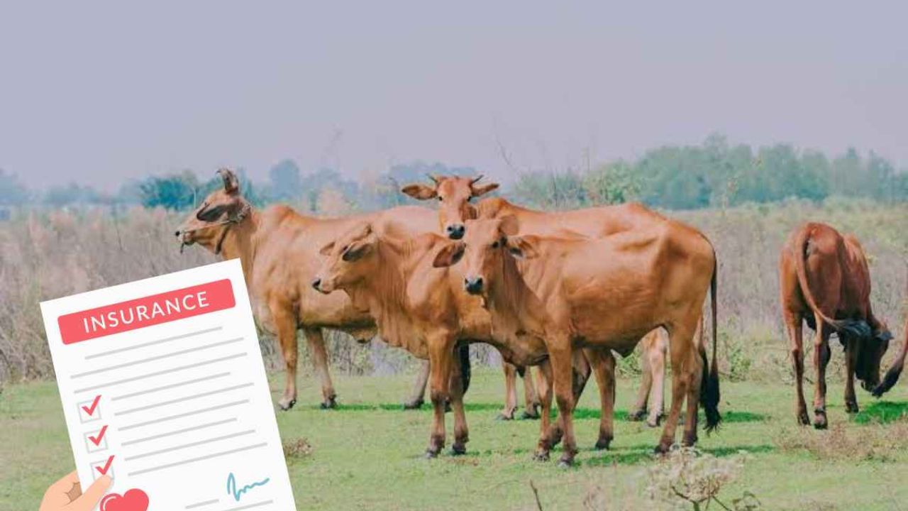 Cattle Insurance: నోరు లేని జీవికి ‘బీమా’.. నోరున్న మనిషికి ‘ధీమా’ ఏది?