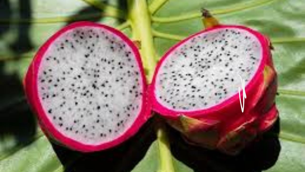 Benefits of eating dragon fruit:డ్రాగన్ ఫ్రూట్ తింటే బెనిఫిట్స్ ఇవే