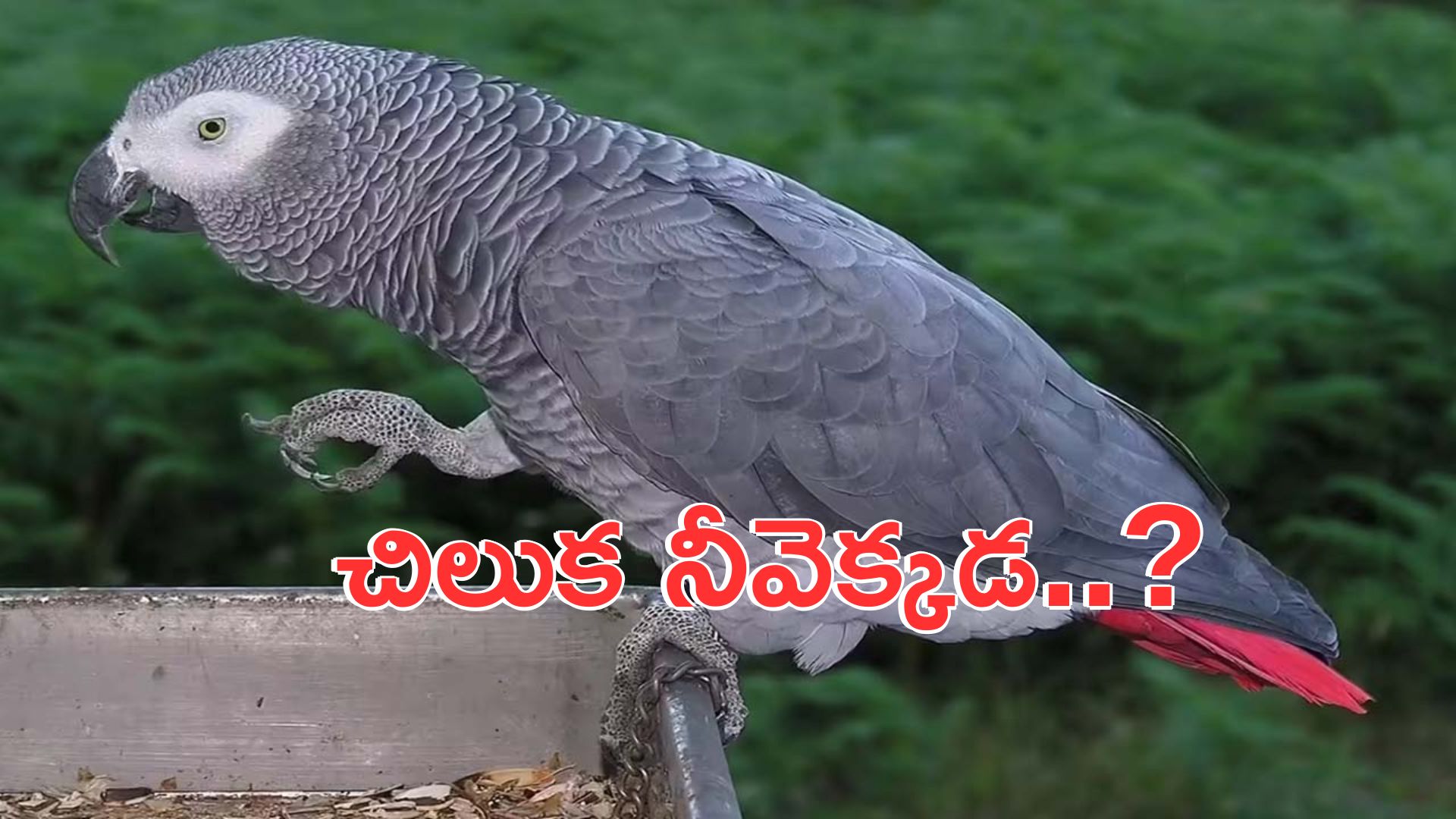 east godavari: రూ.80 వేల చిలుక ఎగిరిపోయింది.. పోలీసులకు ఫిర్యాదు