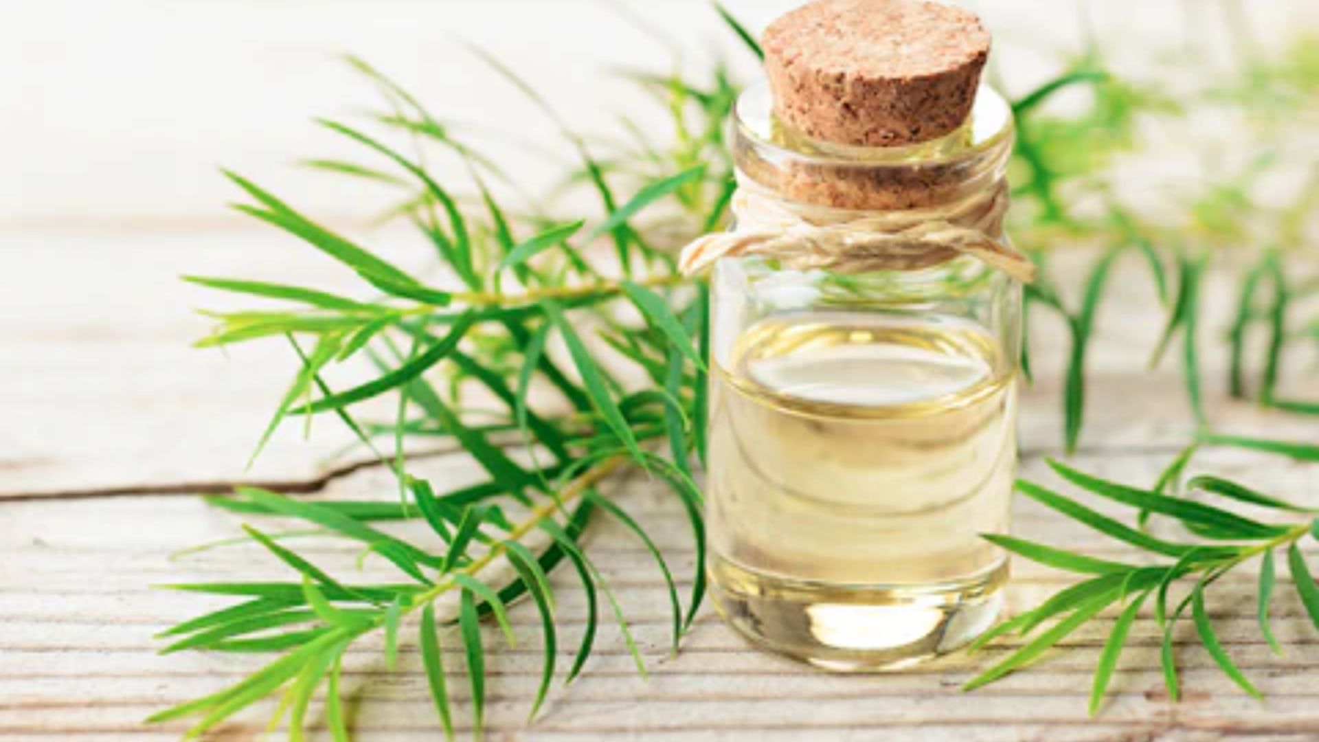 Tea Tree Oil Benefits: టీ ట్రీ ఆయిల్తో కలిగే ప్రయోజనాలు ఇవే.!!