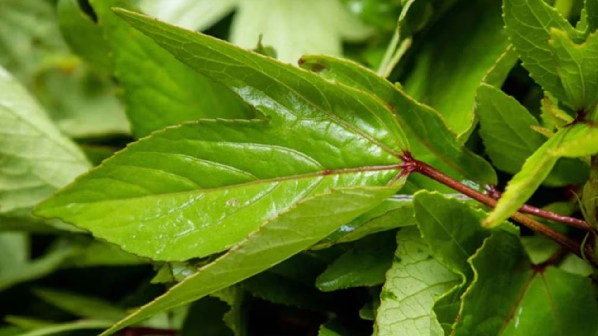 gongura leaves: గోంగూరతో మన శరీరానికి ఇన్ని లాభాలున్నాయా?