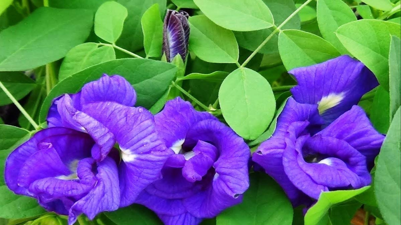 రాశి ఫలాలు