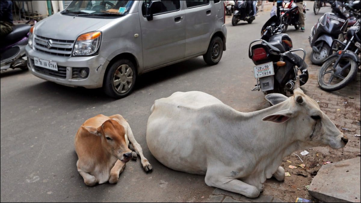 భారతదేశంలో రహదారులపై stray cattle కోసం ఆశ్రయాలు నిర్మించాలా?