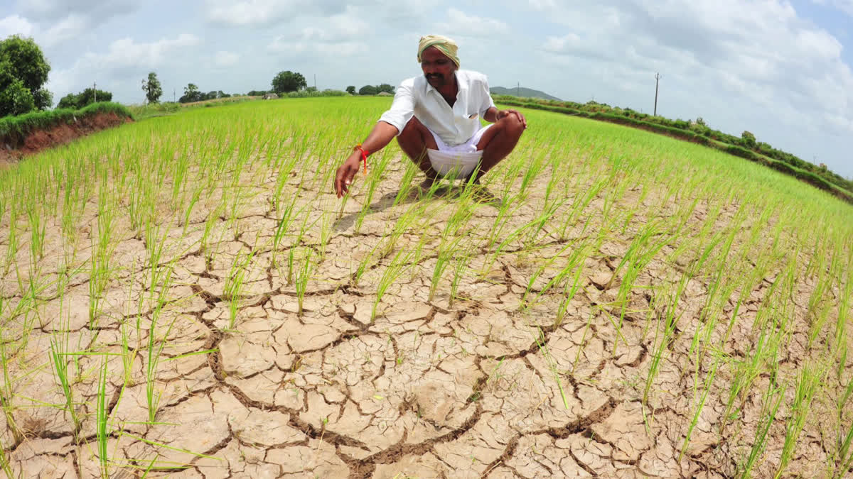 ఎల్నినో ప్రభావం వల్ల కురవని వర్షాలు - వ్యవసాయ రంగానికి సవాల్ – politics ఎల్నినో ప్రభావం వల్ల కురవని వర్షాలు - వ్యవసాయ రంగానికి సవాల్ – politics