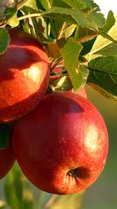 Fake Apples: మీరు తినే యాపిల్ అసలైనదేనా..?