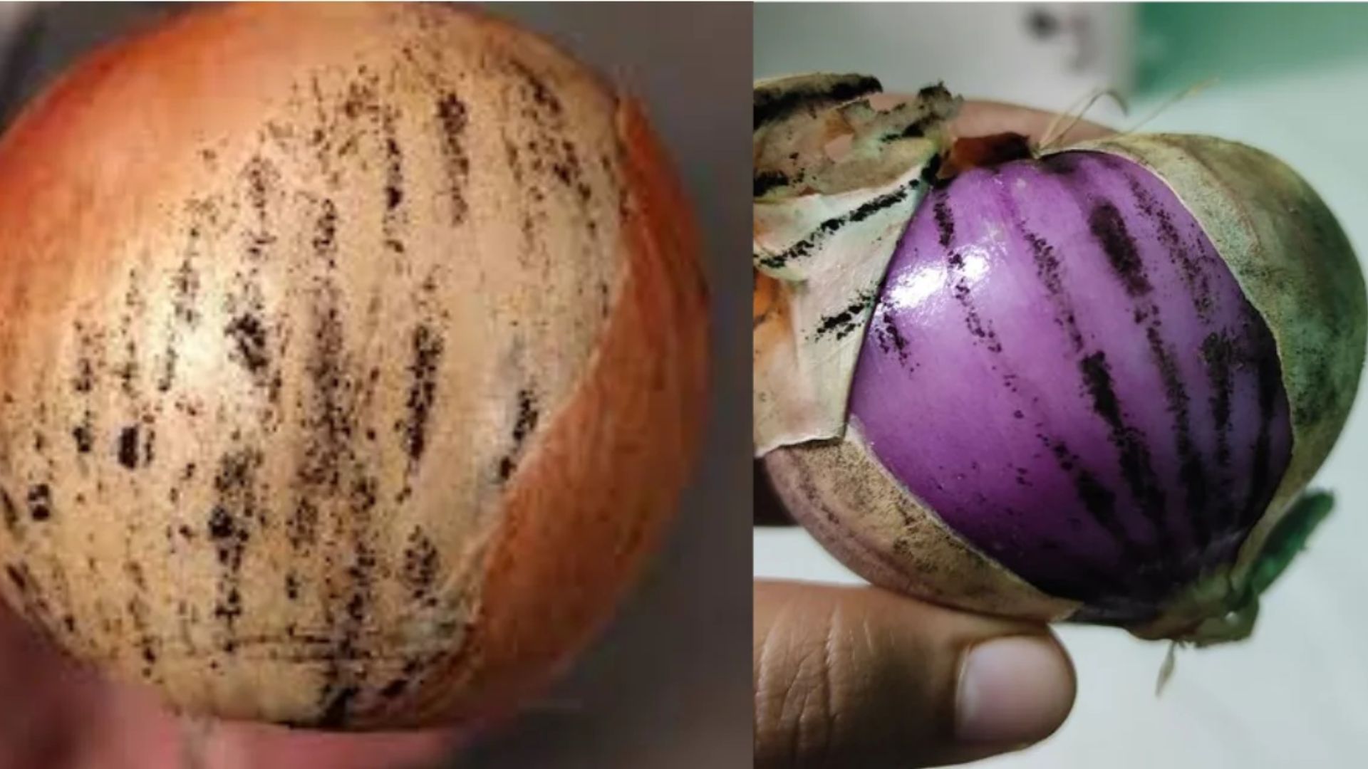 లైఫ్ స్టైల్