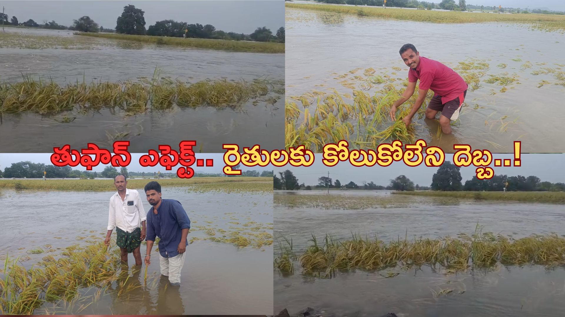 Cyclone Montha: మొంథా తుఫాన్ ఎఫెక్ట్.. రైతులకు కోలుకోలేని దెబ్బ..!