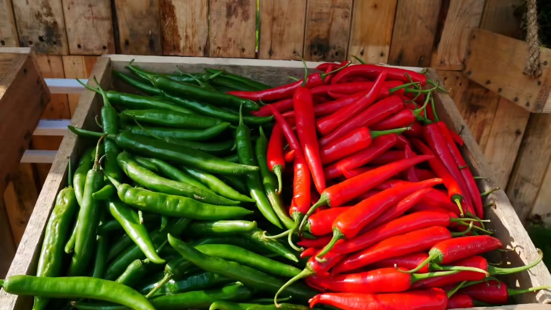 Green Chilli Vs Red Chilli: ప‌చ్చిమిర్చి లేదా ఎండుమిర్చి.. రెండింటిలో ఎక్కువ పోష‌కాల‌ను అందించేది ఏది..?