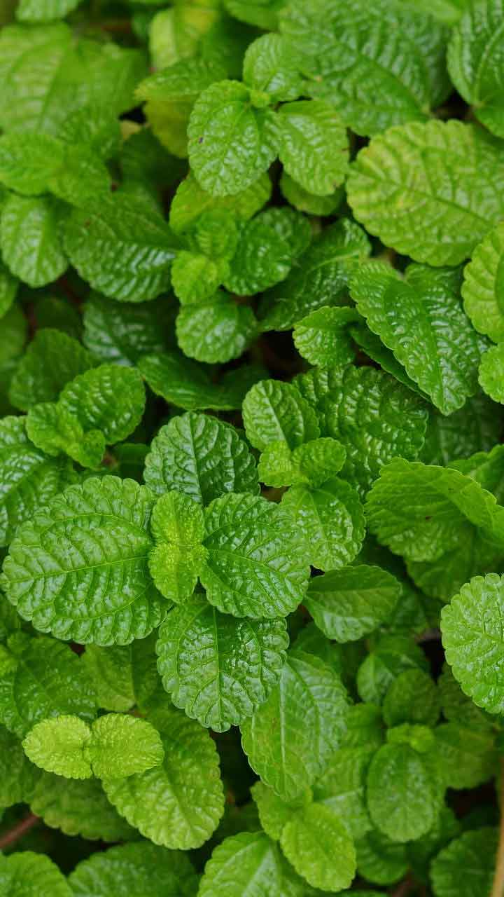 పుదీనాతో అనేక లాభాలు.. రోజూ తింటే ఈ అద్భుత ప్రయోజనాలు!