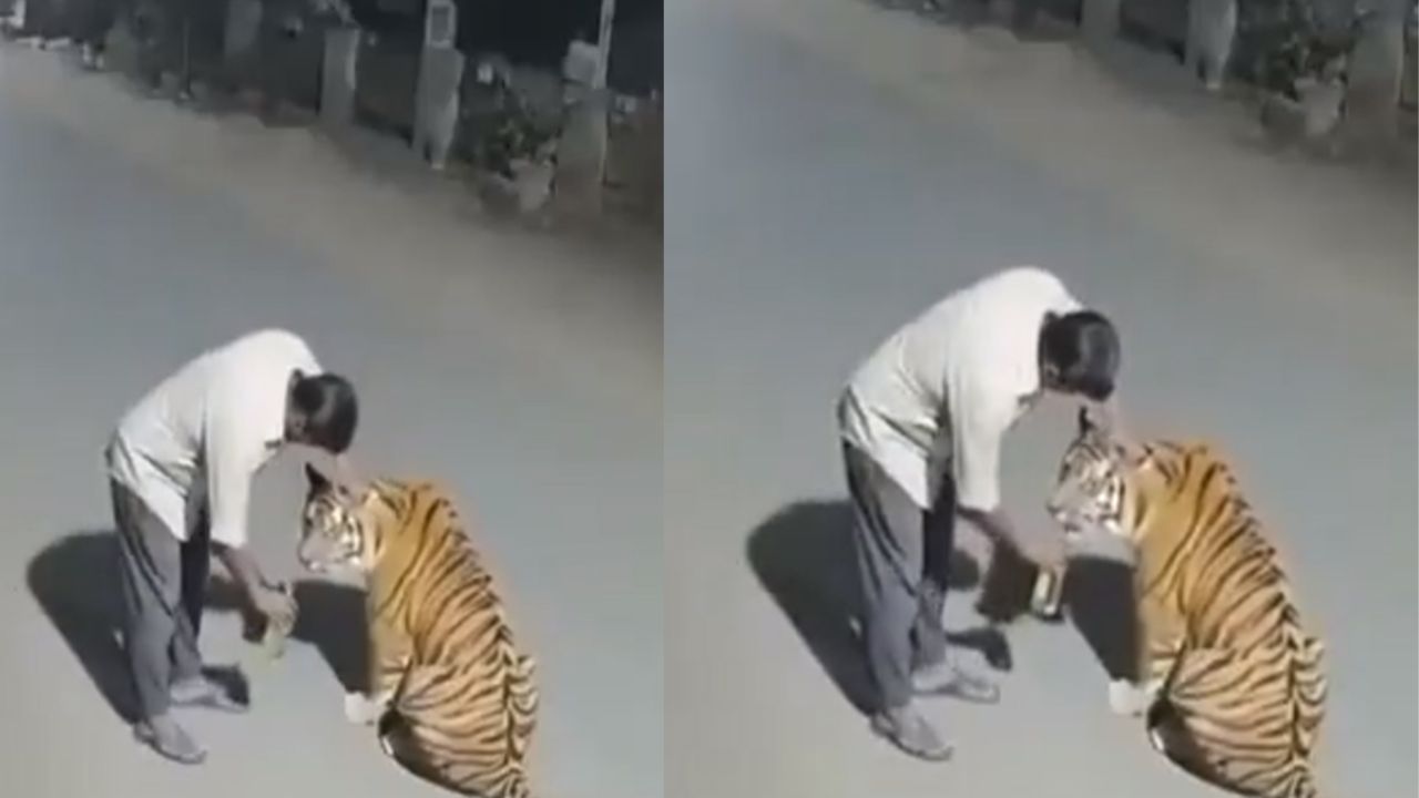 Madhya Pradesh Tiger: పులికి మద్యం తాపబోయిన మధ్యప్రదేశ్ వ్యక్తి.. వెలుగులోకి షాకింగ్ వీడియో!