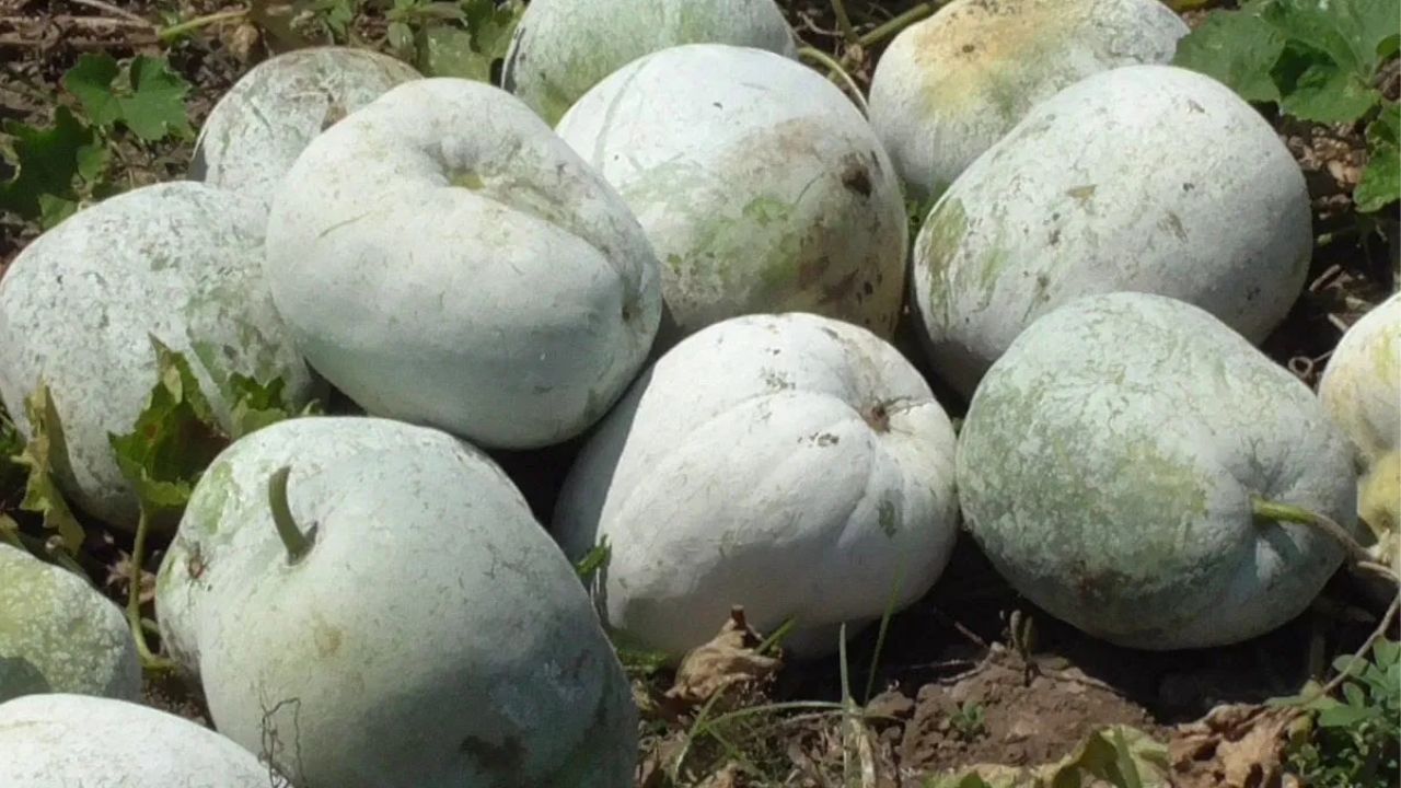 Ash Gourd: బూడిద గుమ్మడికాయతో ఆరోగ్య ప్రయోజనాలు