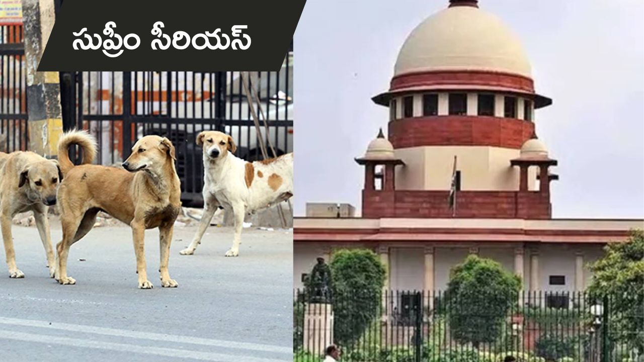 Supreme Court : వీధి కుక్కల కేసులో సుప్రీం సీరియస్.. తెలంగాణ, బెంగాల్ మినహా అన్ని రాష్ట్రాల చీఫ్ సెక్రటరీలకు సమన్లు