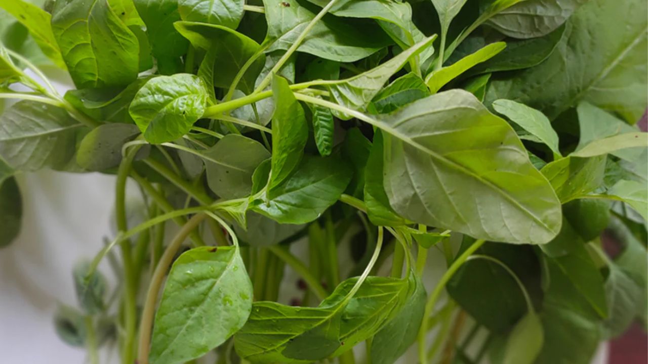 Asparagus Benefits: తోటకూరతో ఇన్నిలాభాలా!