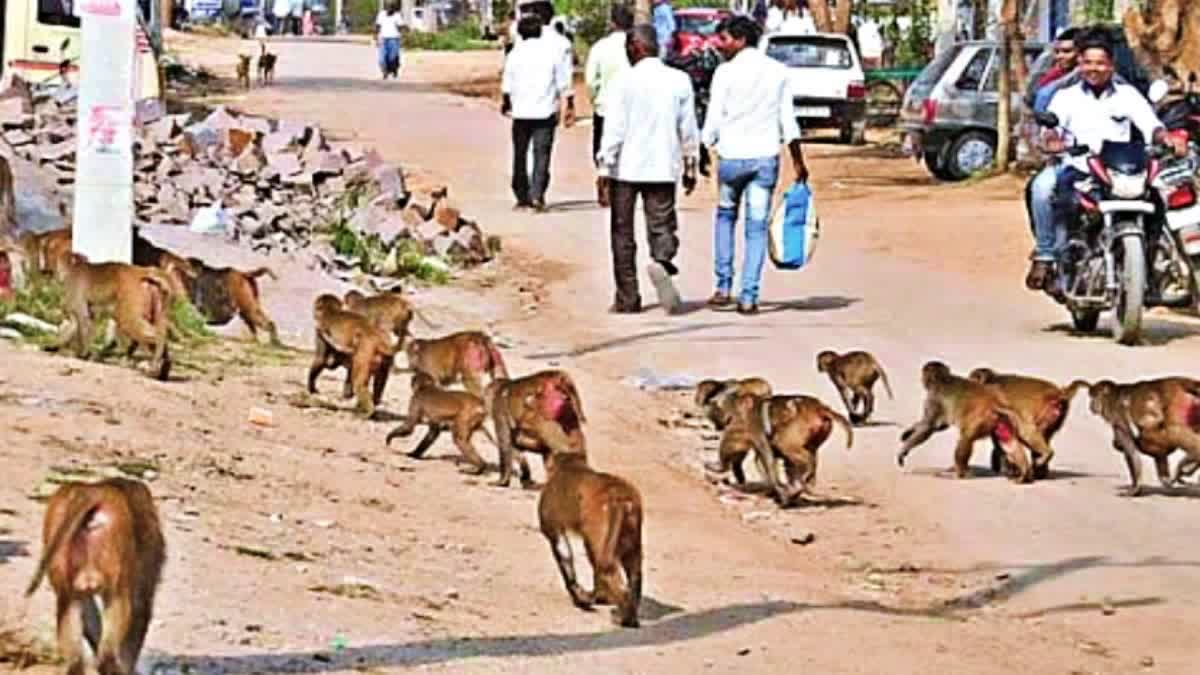 వానరాలతో పరేషాన్ - రక్షణ పొందేందుకు ఇదే సింపుల్ సొల్యూషన్! – general వానరాలతో పరేషాన్ - రక్షణ పొందేందుకు ఇదే సింపుల్ సొల్యూషన్! – general