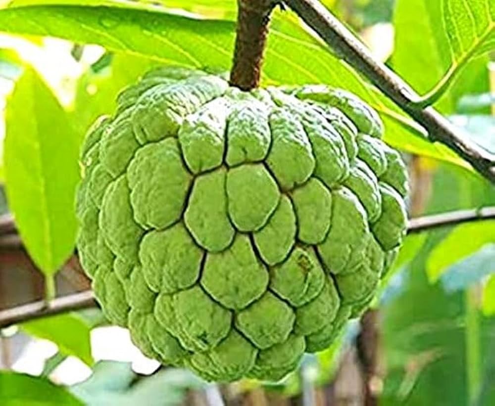  ఈ సమస్యలున్న వారికి సీతాఫలం విషంతో సమానం..