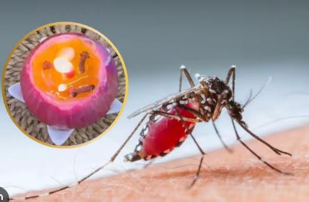 ఇంట్లో ఒక్క ఉల్లిపాయ ఉంటే చాలు.. వాటికి చెక్!