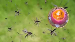 శీతాకాలం ప్రారంభం కాగానే, దోమల బెడద విపరీతంగా పెరిగిపోతుంది.