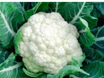 గ్యాస్, ఎసిడిటీ సమస్యలతో బాధపడుతుంటే క్యాలీఫ్లవర్ వినియోగాన్ని తగ్గించాలి.