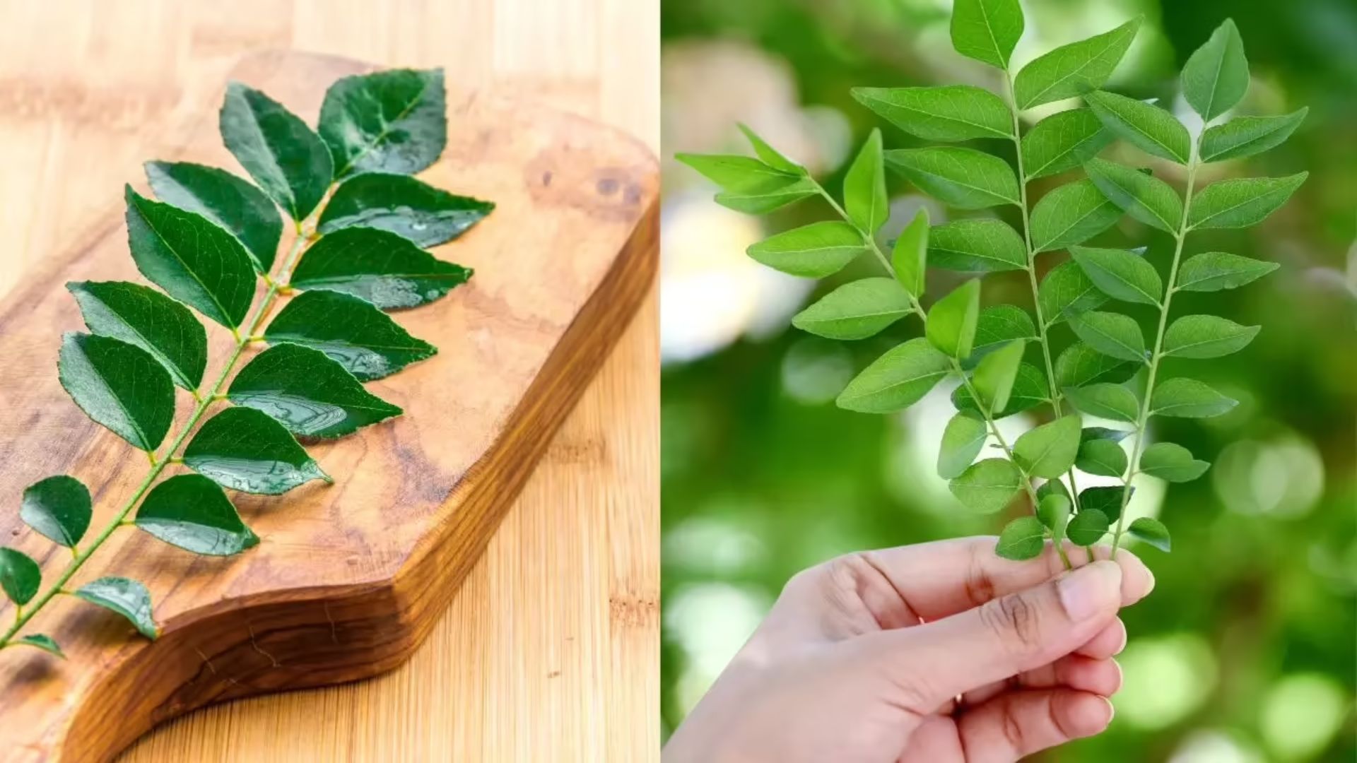 Curry Leaves on empty stomach: కరివేపాకు ఇలా తింటే.. ఆ సమస్యలకు చెక్!