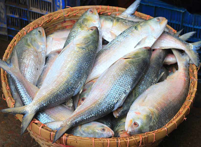 ప్రపంచంలోని అత్యంత ఆరోగ్యకరమైన ఆహారాలలో చేపలు ఒకటి. ఇందులో అనేక పోషకాలు కూడా ఉన్నాయి.