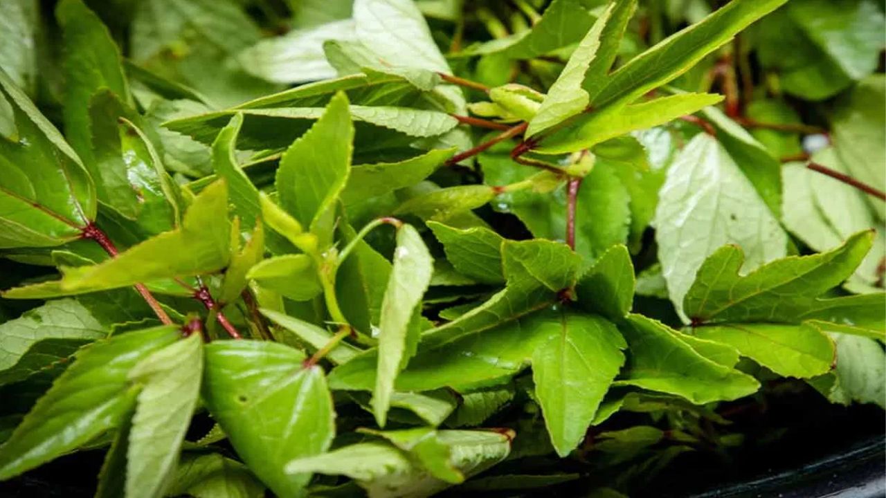 Gongura Benefits: గోంగూరతో ఇంత ఆరోగ్యమా!