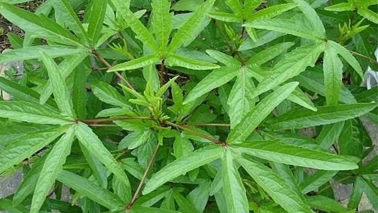 గోంగూర రక్తప్రసరణను మెరుగుపరిచి, రక్తపోటును అదుపులో ఉంచుతుంది