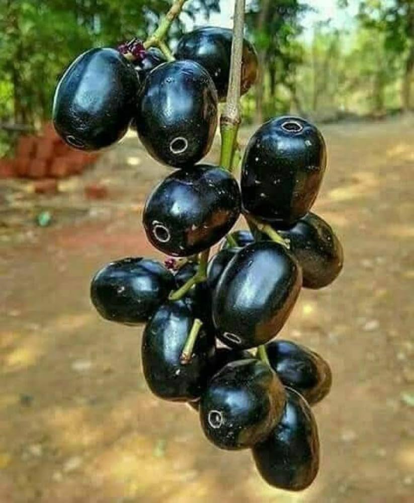 Benefits of Jamun Fruit: నేరేడు పండుతో ఆరోగ్య ప్రయోజనాలు!
