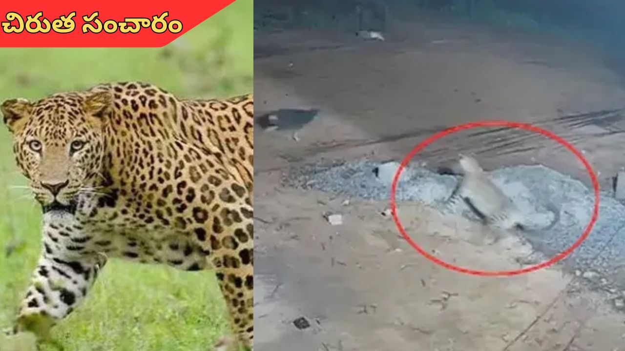 SV University: తిరుపతి SVUలో చిరుత కలకలం.. విద్యార్థులకు తీవ్ర హెచ్చరికలు