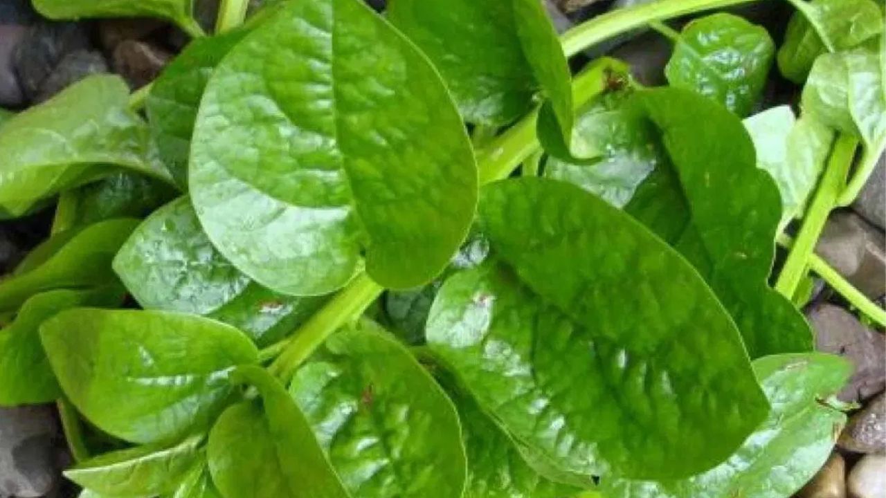 Spinach benefits: వామ్మో బచ్చలికూరతో ఇన్ని లాభాలా!