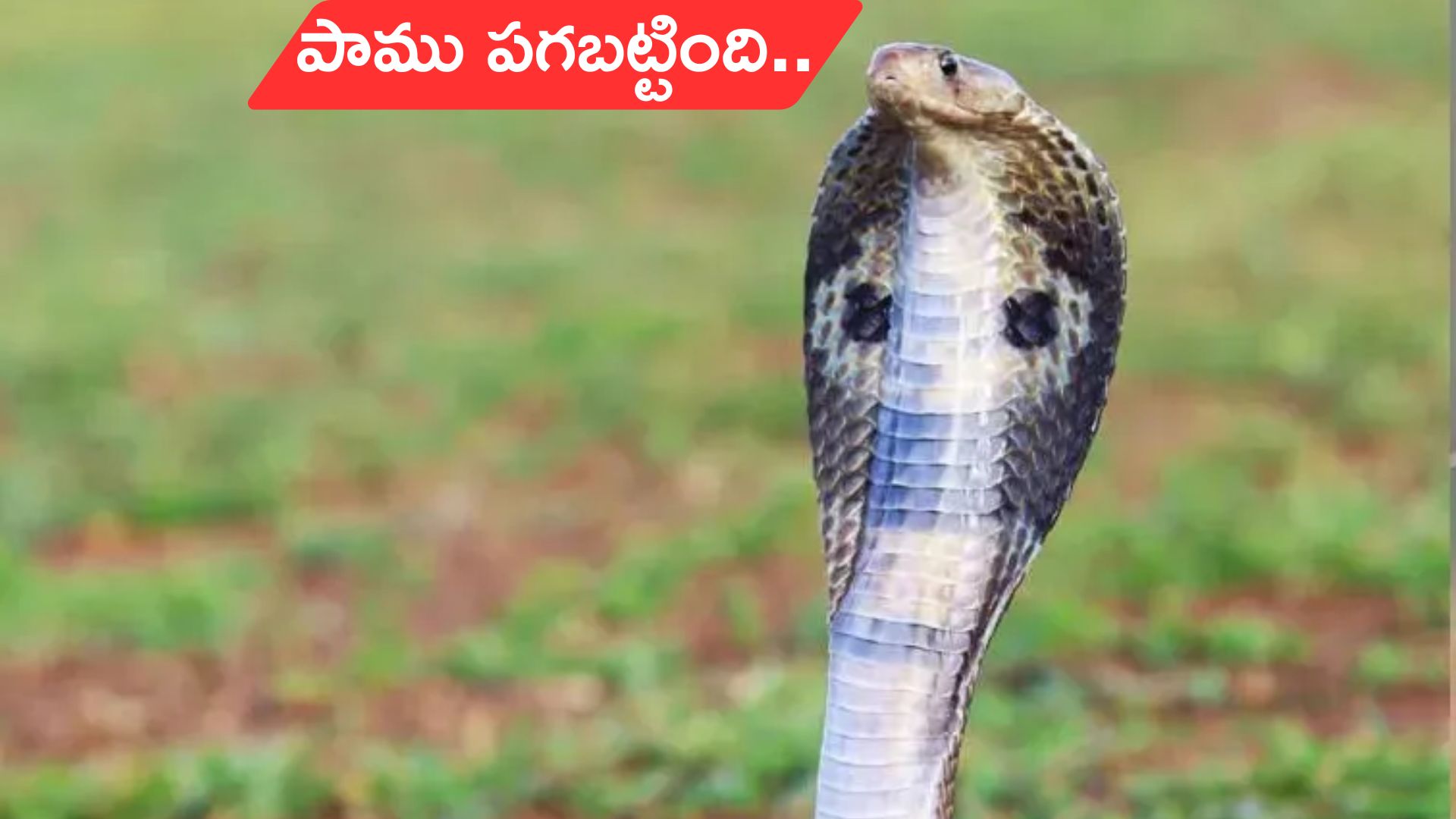 Snake Bites Same Person 7 Times: ఏడుసార్లు కాటేసింది.. తలలు పట్టుకుంటున్న కుటుంబ సభ్యులు