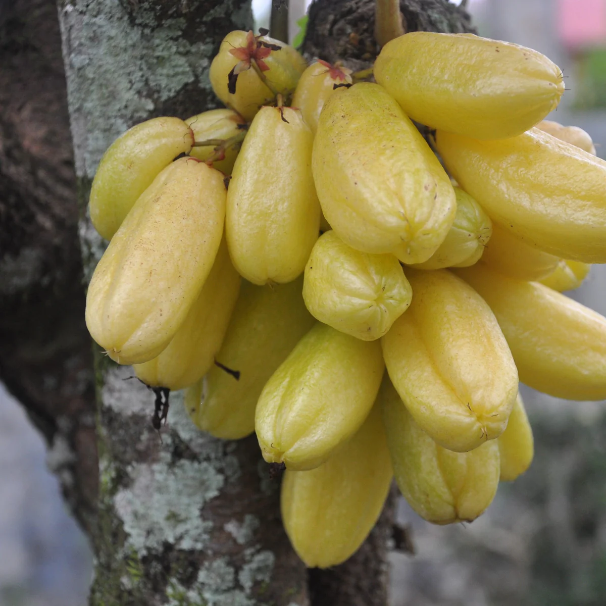 Bilimbi Fruit Benefits: బిలింబి పండుతో ప్రయోజనాలు