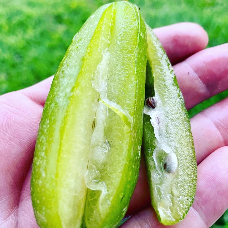 బిలింబి పండు శరీరంలోని ఇన్సులిన్ పనితీరును మెరుగుపరుస్తుంది. 