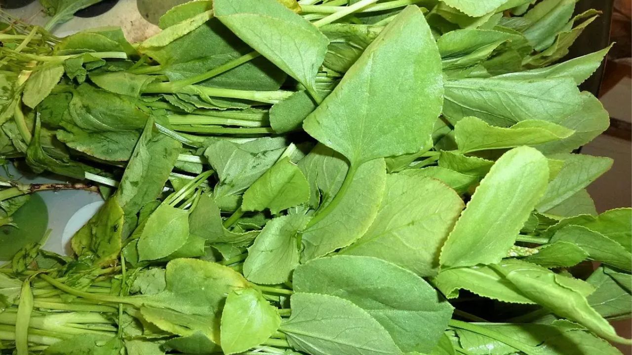 chukka kura: చుక్కకూర తింటే ఇన్ని లాభాలా!