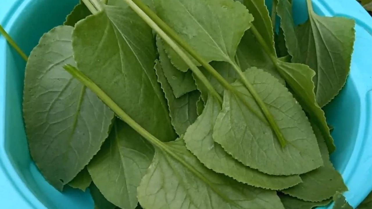 కాలేయ సంబంధిత వ్యాధుల నుండి కాపాడుతుంది