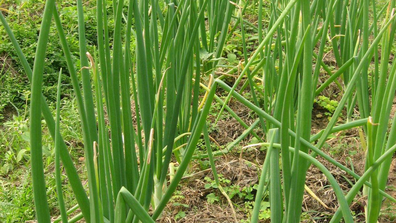 onion leaves: ఉల్లి ఆకులతో ప్రయోజనాలు ఎన్నో.. తెలిస్తే అసలు వదలరు!