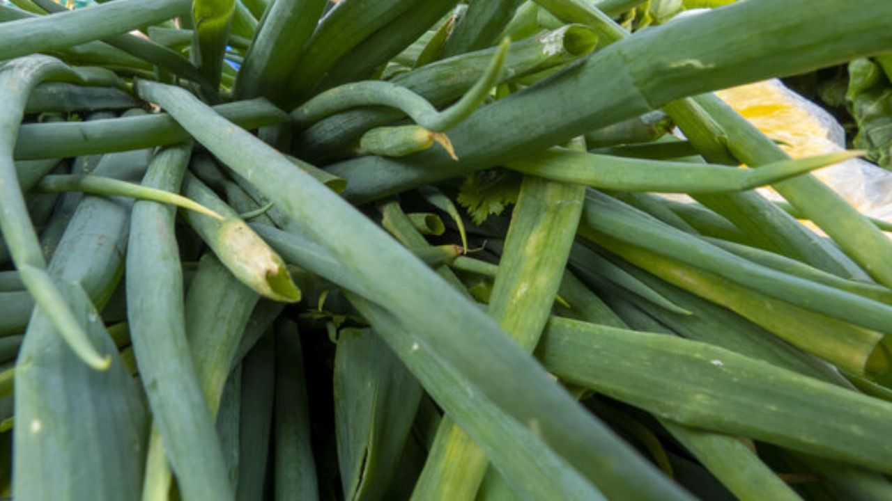 చర్మాన్ని బాక్టీరియల్ ఇన్ఫెక్షన్ నుండి కాపాడుతుంది