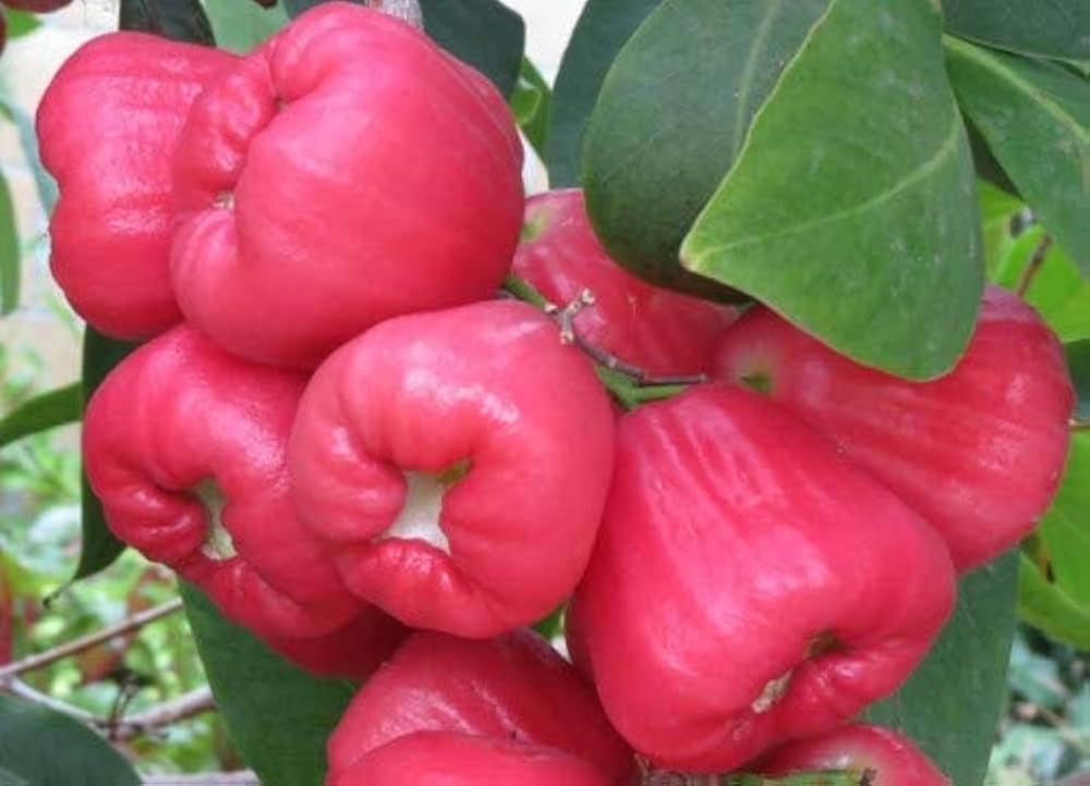 Rose Apple: రోజ్ యాపిల్ బెనిఫిట్స్ ఇవే!