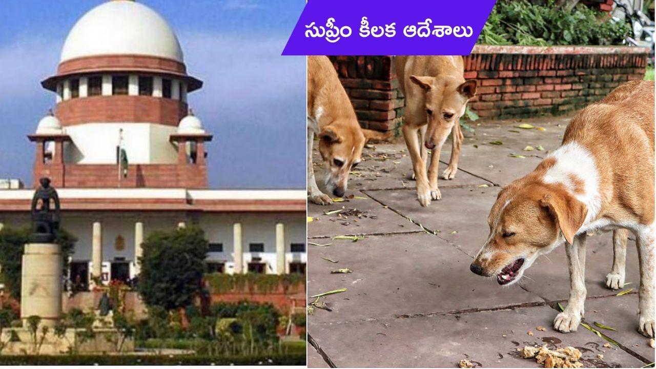 Supreme Court orders: బహిరంగ ప్రదేశాల నుండి తొలగించండి.. వీధి కుక్కల కేసులో సుప్రీం కీలక ఆదేశాలు
