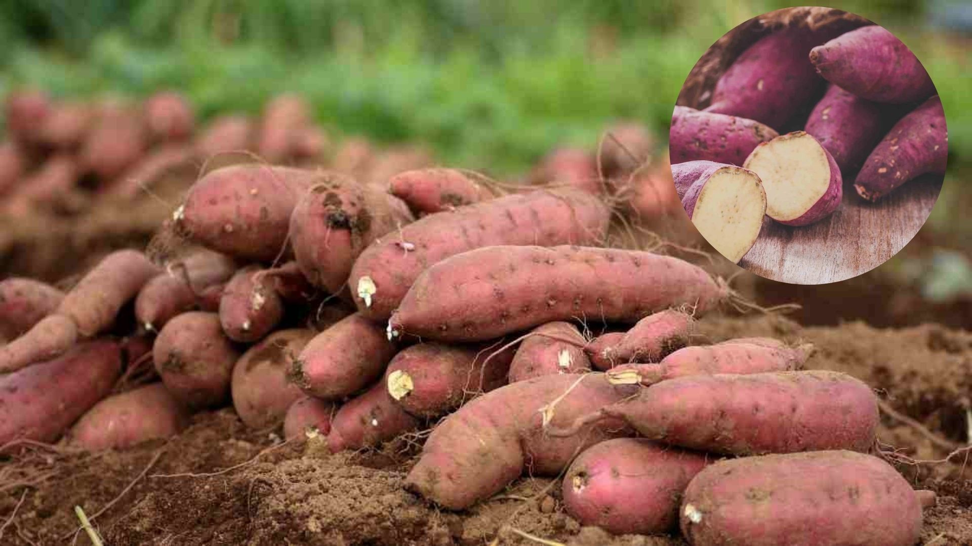 Sweet Potatoes: చిలగడ దుంపలు తినడం వల్ల ఎన్నో హెల్త్ బెనిఫిట్స్..!