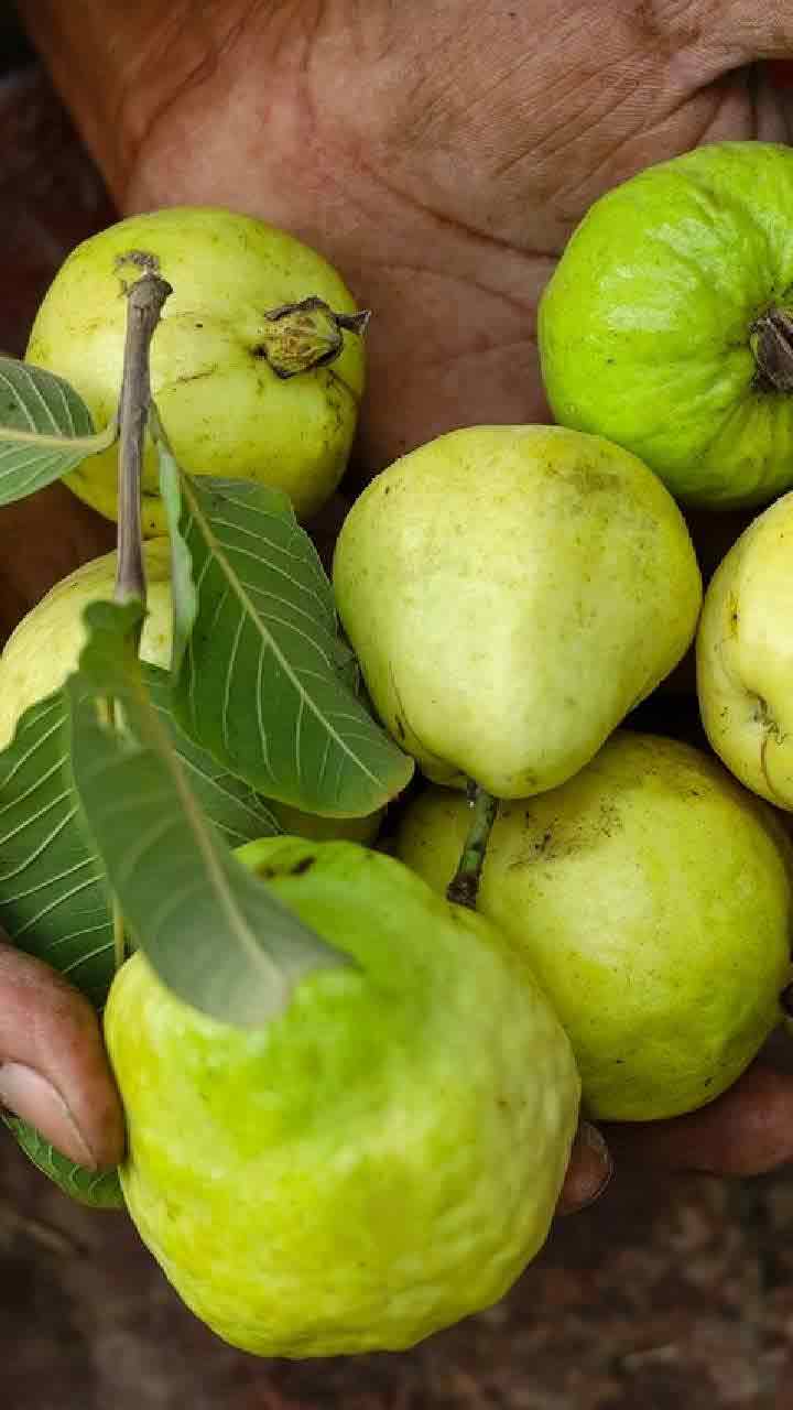 జామపండులో డైటరీ ఫైబర్, విటమిన్ సి పుష్కలంగా ఉంటాయి. 