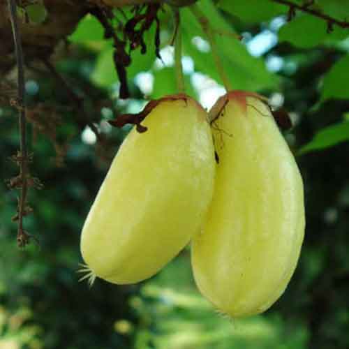 Bilimbi Health Benefits: బిలింబి ఆరోగ్య ప్రయోజనాలు!