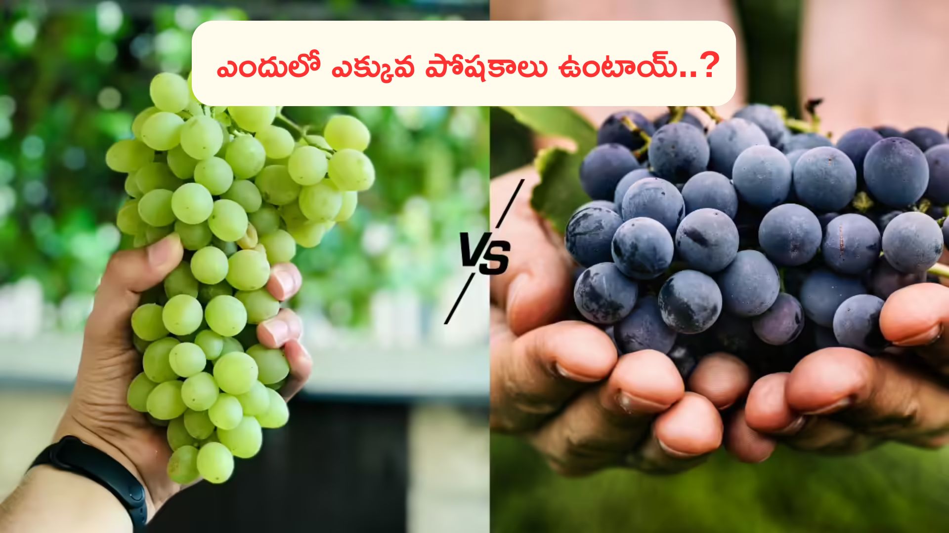 Grapes: నల్లద్రాక్ష Vs పచ్చద్రాక్ష.. పోషకాలు ఎందులో ఎక్కువ ఉంటాయ్..?