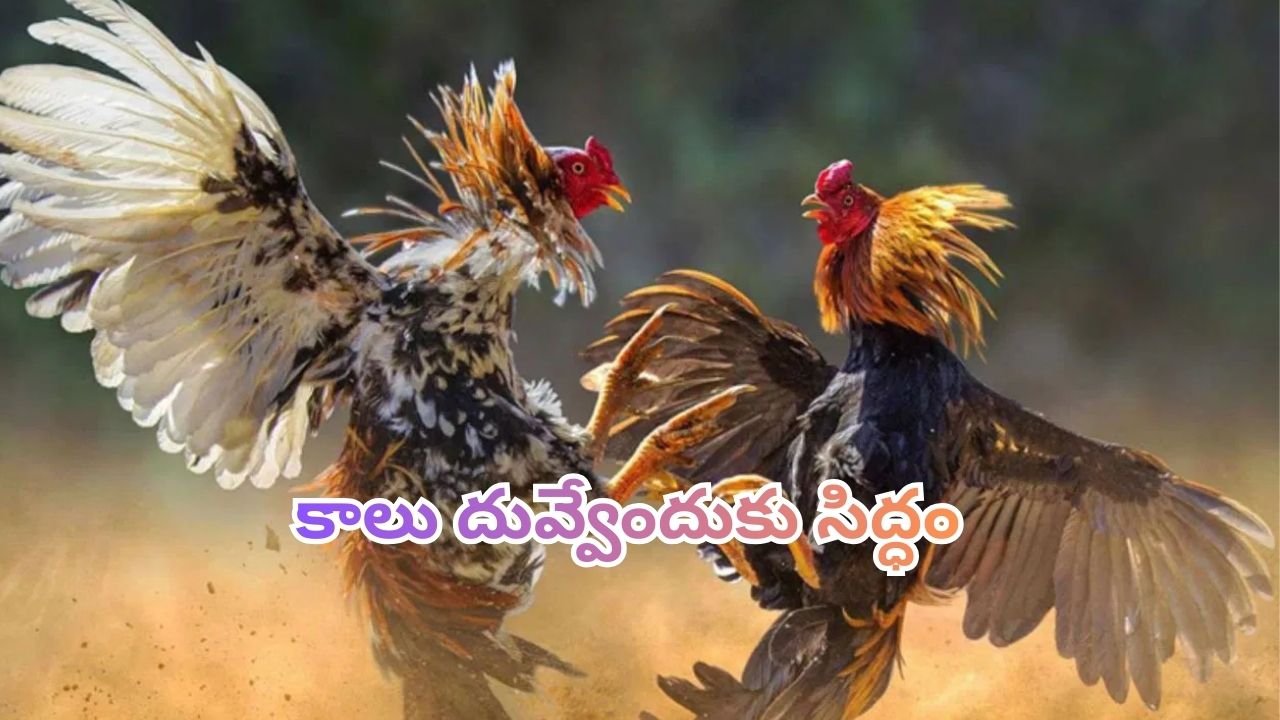 Kodi Pandelu in AP: సంక్రాంతికి స్పెషల్ వర్కవుట్స్..  కాలు దువ్వేందుకు సిద్ధమవుతున్న పందెం కోళ్లు