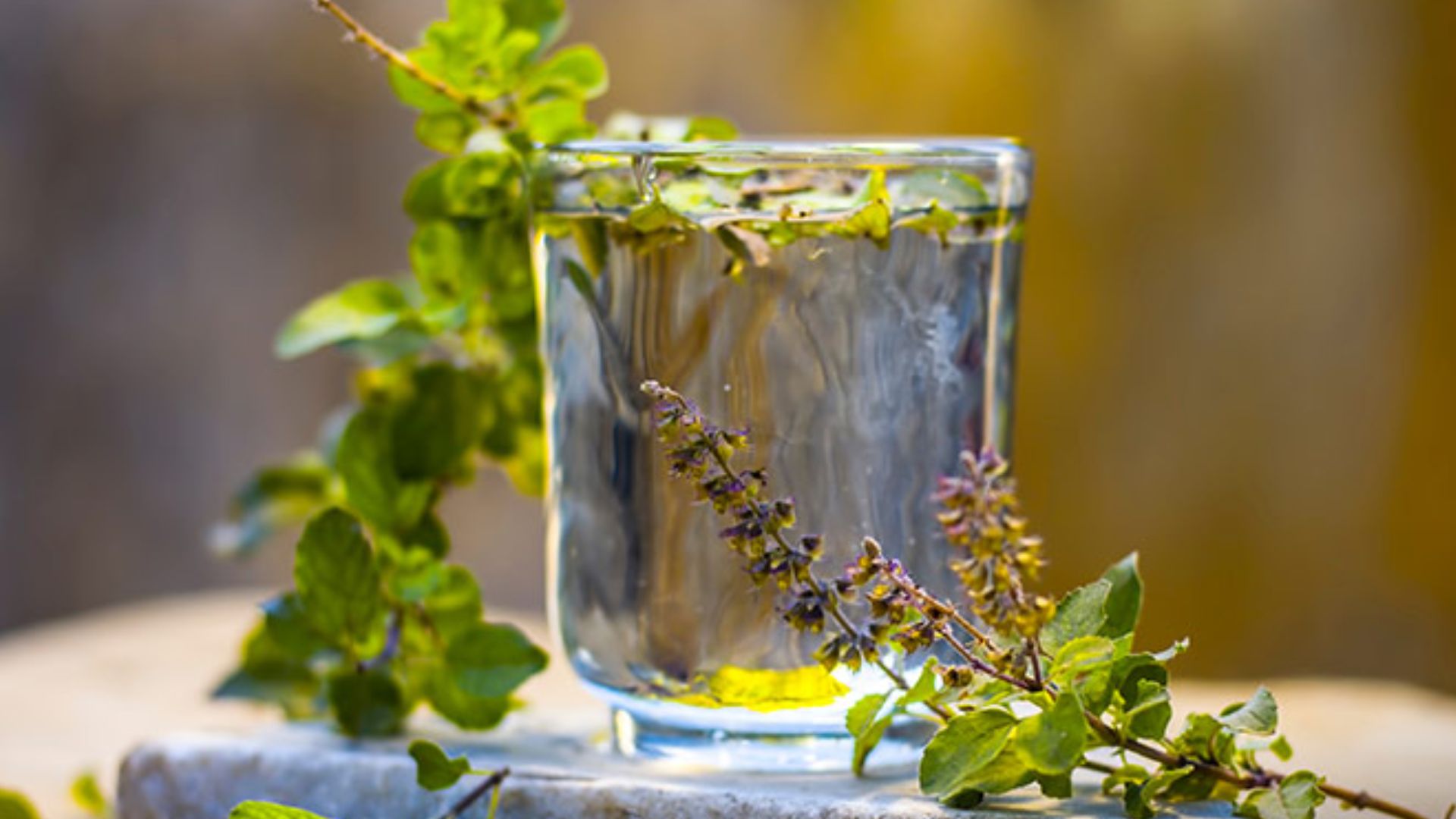 Basil Water: తులసి నీళ్లను తాగితే కలిగే ఆరోగ్య ప్రయోజనాలు ఇవే..!