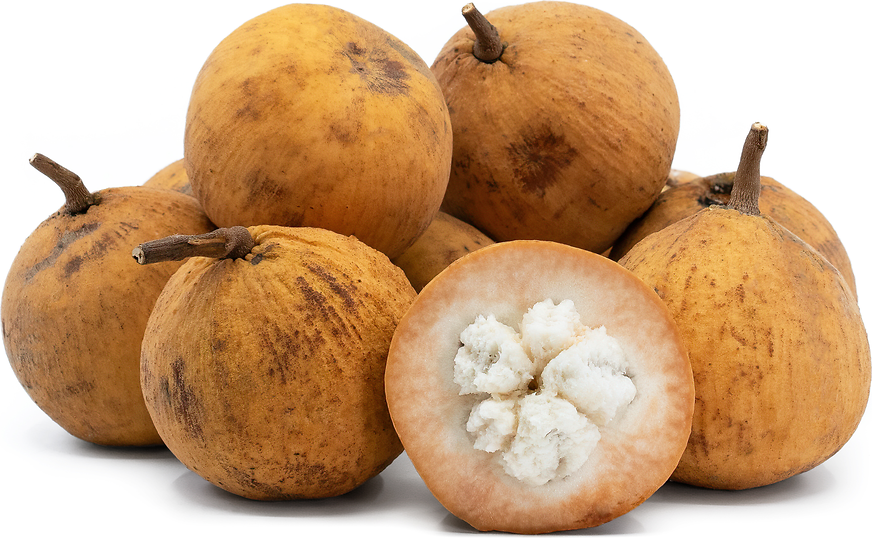 santol fruit: సంటోల్ పండుతో ఆరోగ్యం  