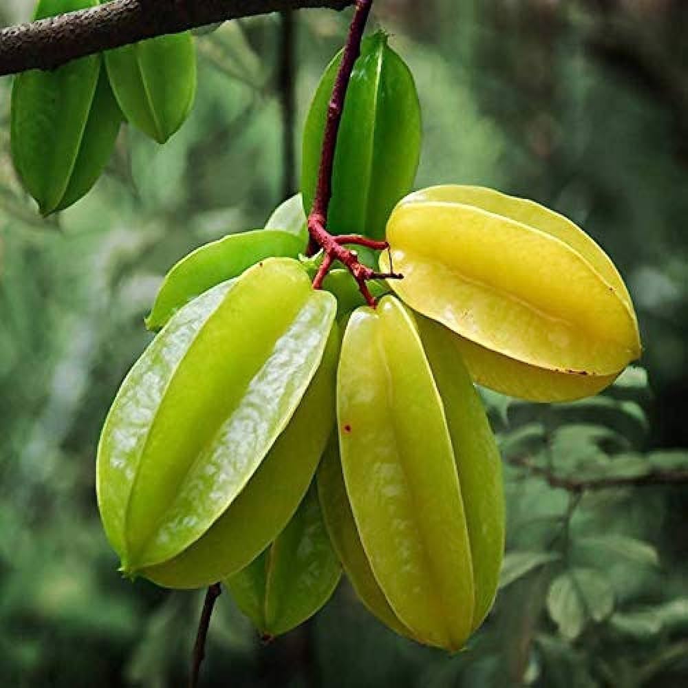 Star Fruit Benefits: స్టార్ పండ్లతో ఆరోగ్యం